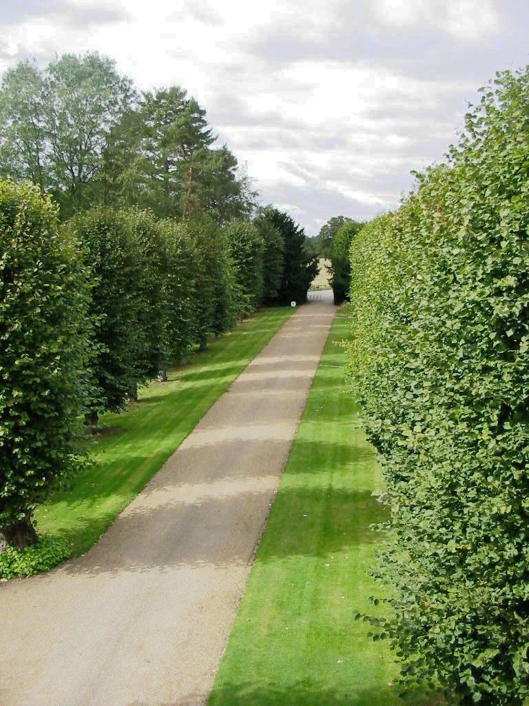 The tree lined drive to the Hall