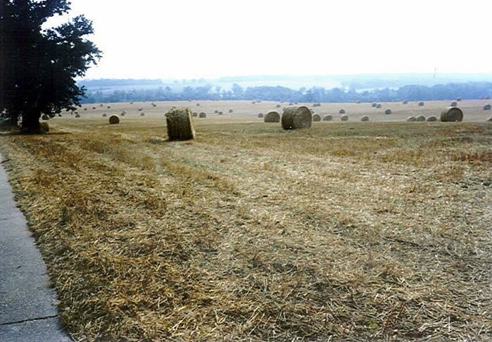 Straw bales in a field on the estate