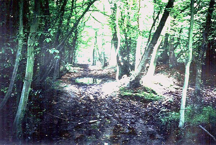 Woodland on the estate