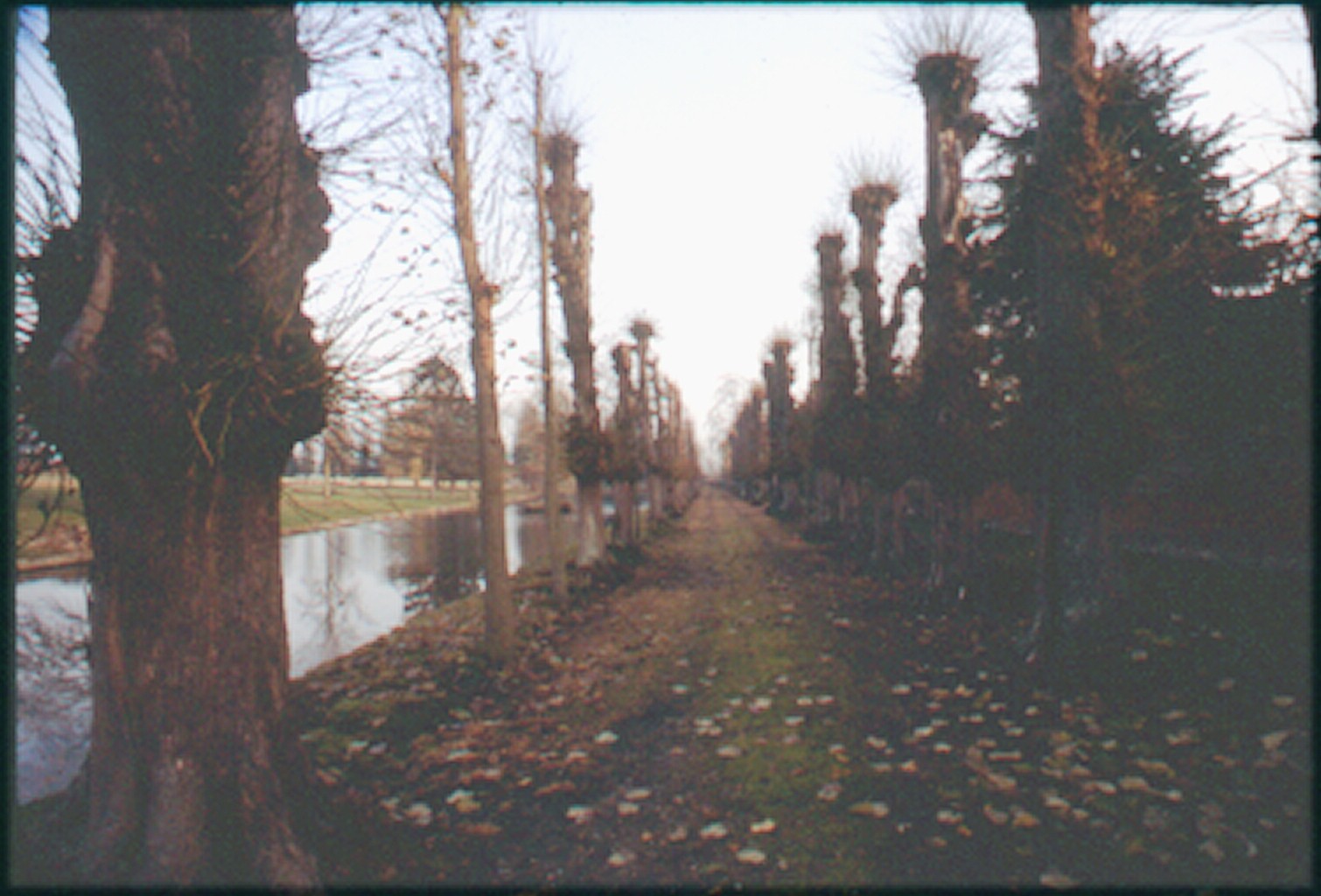 The avenue of ancient lime trees beside the stew pond